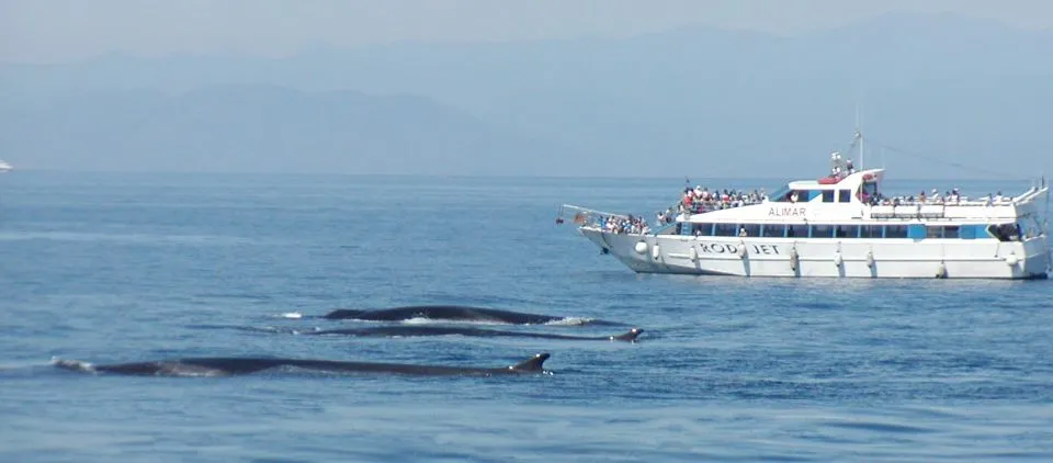 observation de dauphins à Gênes